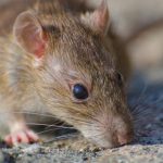 Comment sécuriser votre système informatique face aux rats ?