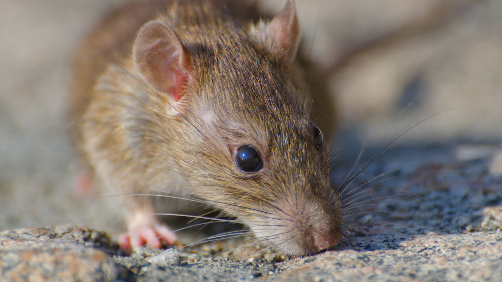 Comment sécuriser votre système informatique face aux rats ?